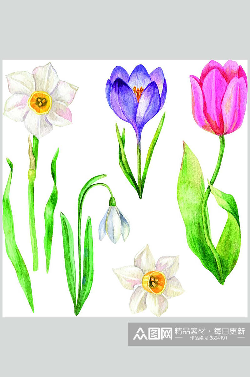 郁金香水彩植物花卉手绘矢量素材素材