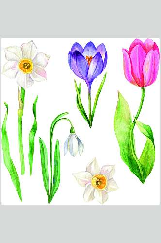 郁金香水彩植物花卉手绘矢量素材