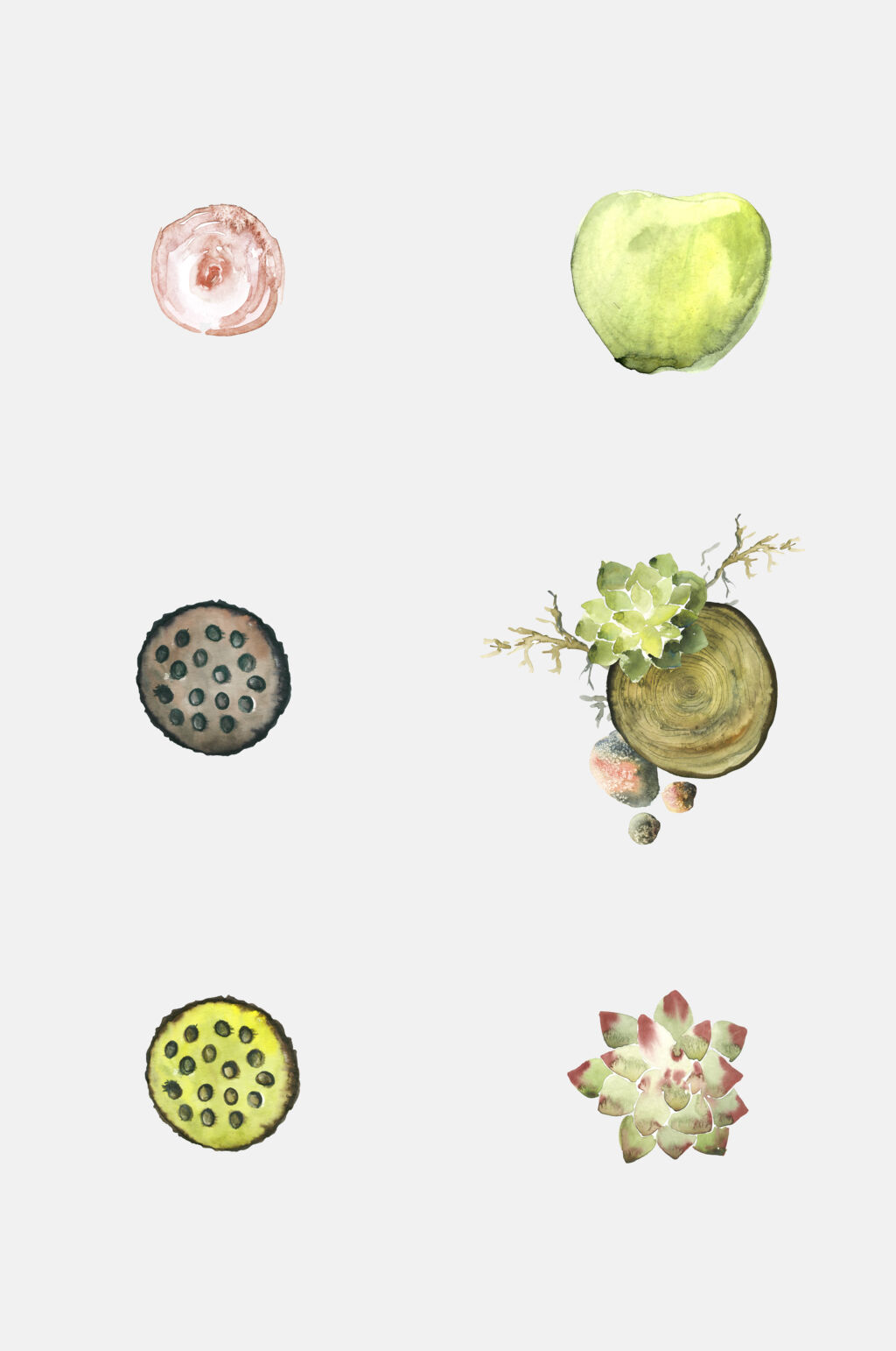 莲蓬水彩清新手绘绿植物树桩花草免抠素材素材