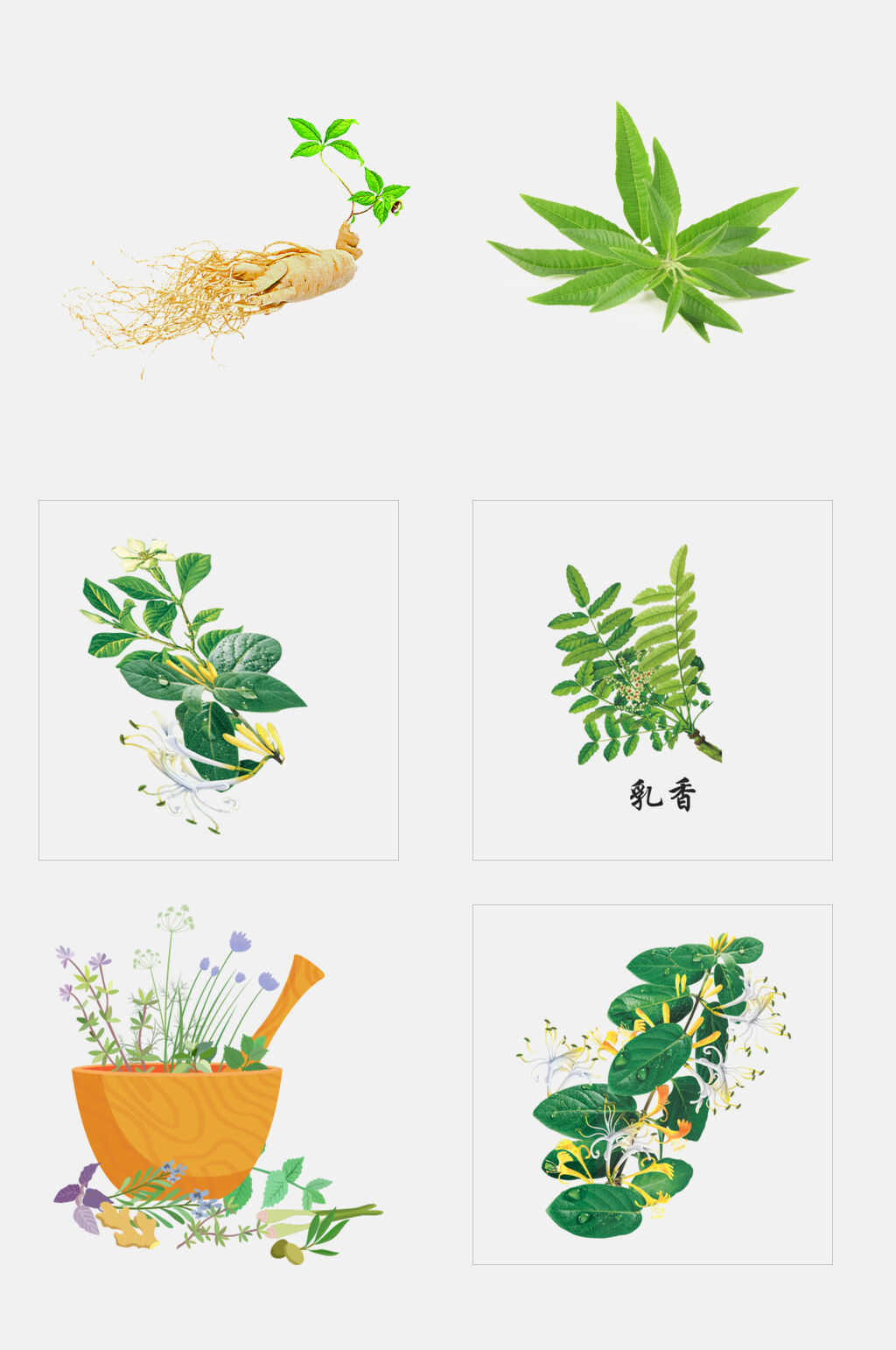 绿植中草药免抠素材素材