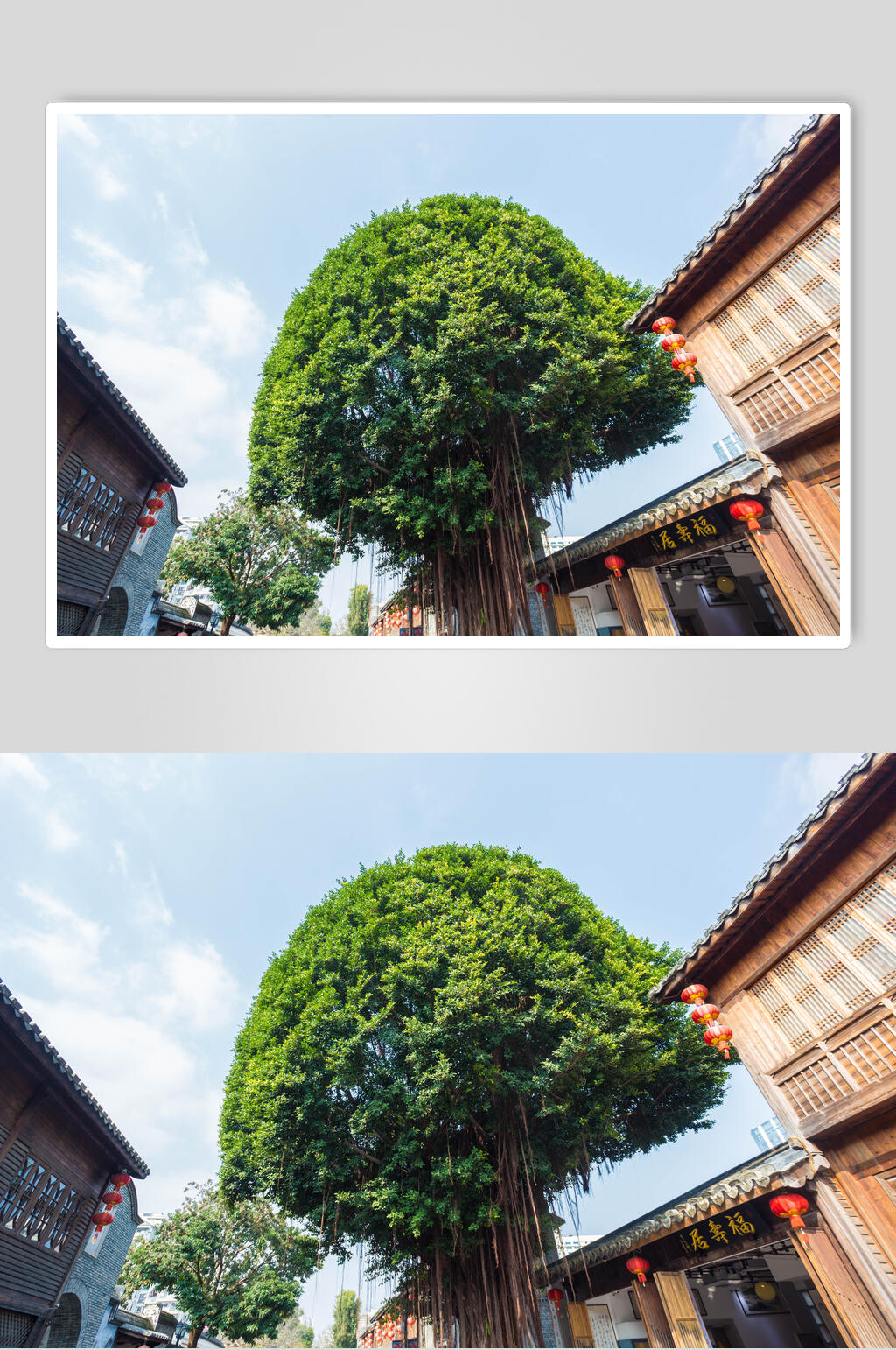福州榕树高清图片素材