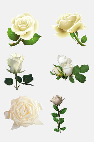时尚白色玫瑰花朵免抠素材