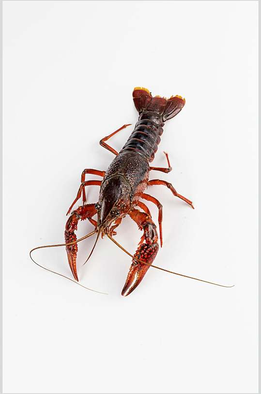 简洁小龙虾美食食品摄影图片