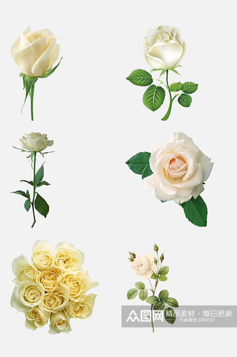 植物白色玫瑰花朵免抠素材素材