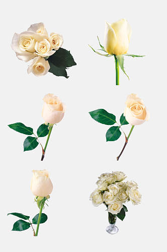 唯美白色玫瑰花朵免抠素材