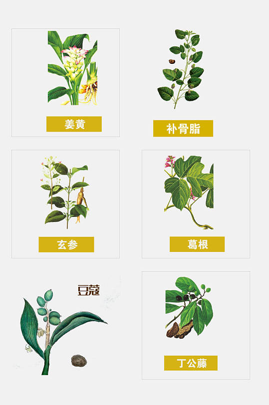 绿色中草药免抠设计素材