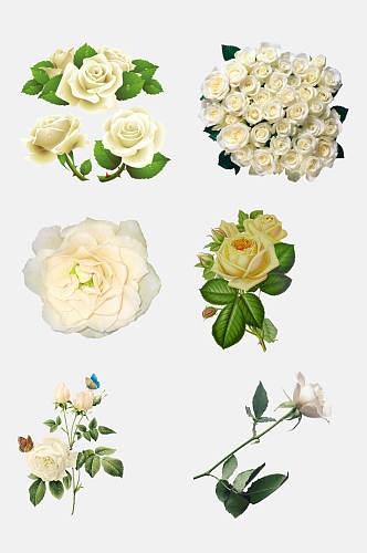 白色玫瑰花朵免抠素材