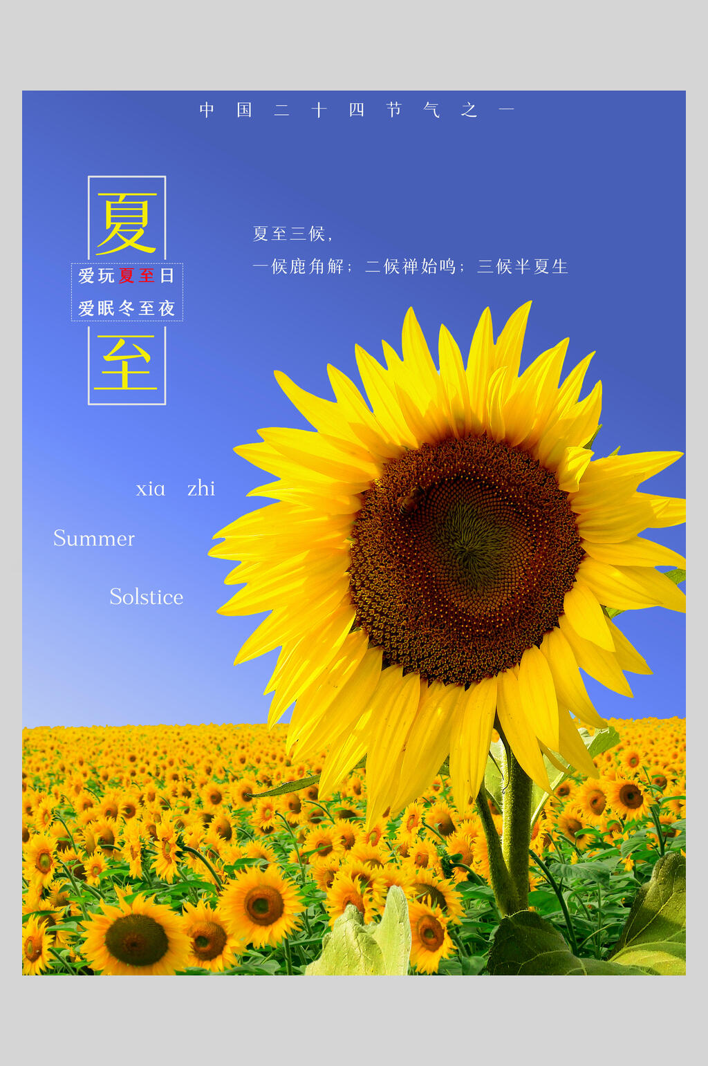 扁平风太阳花夏至节气海报素材