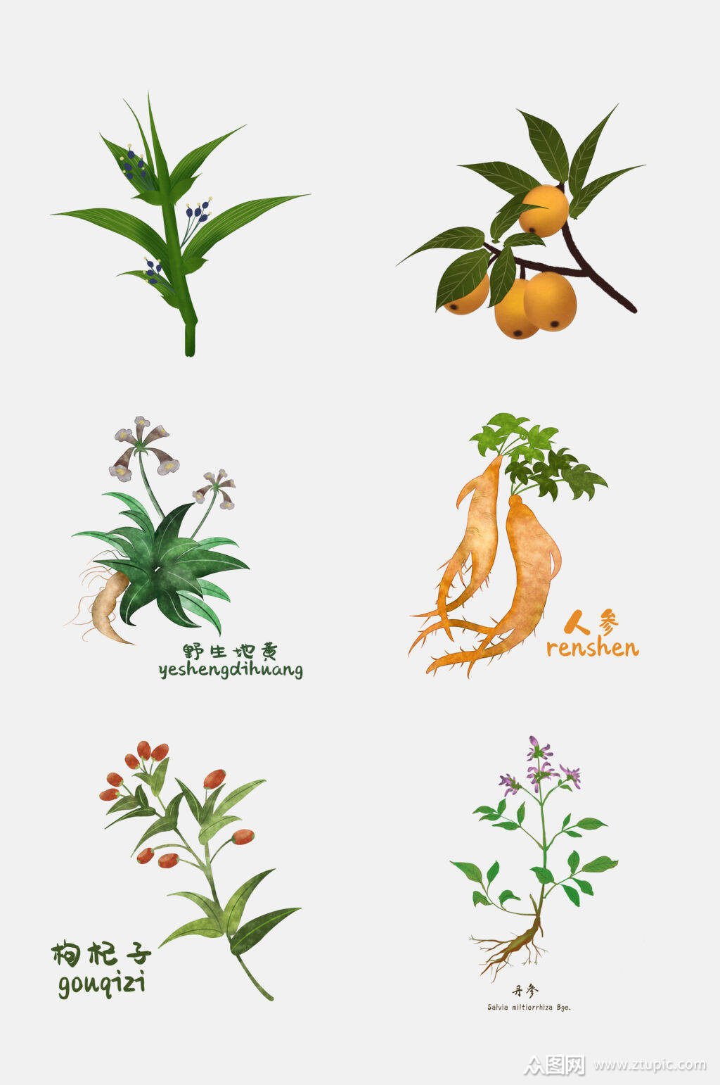 清新花卉中草药免抠设计素材素材