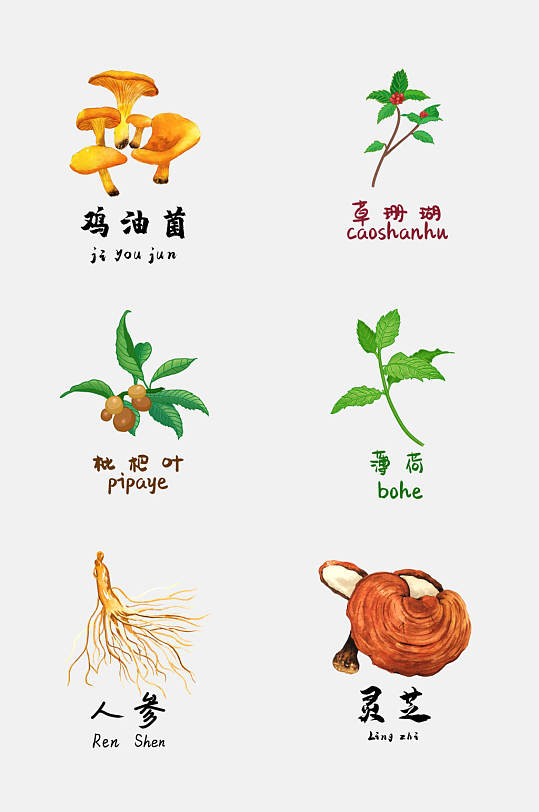 简洁灵芝中草药免抠设计素材