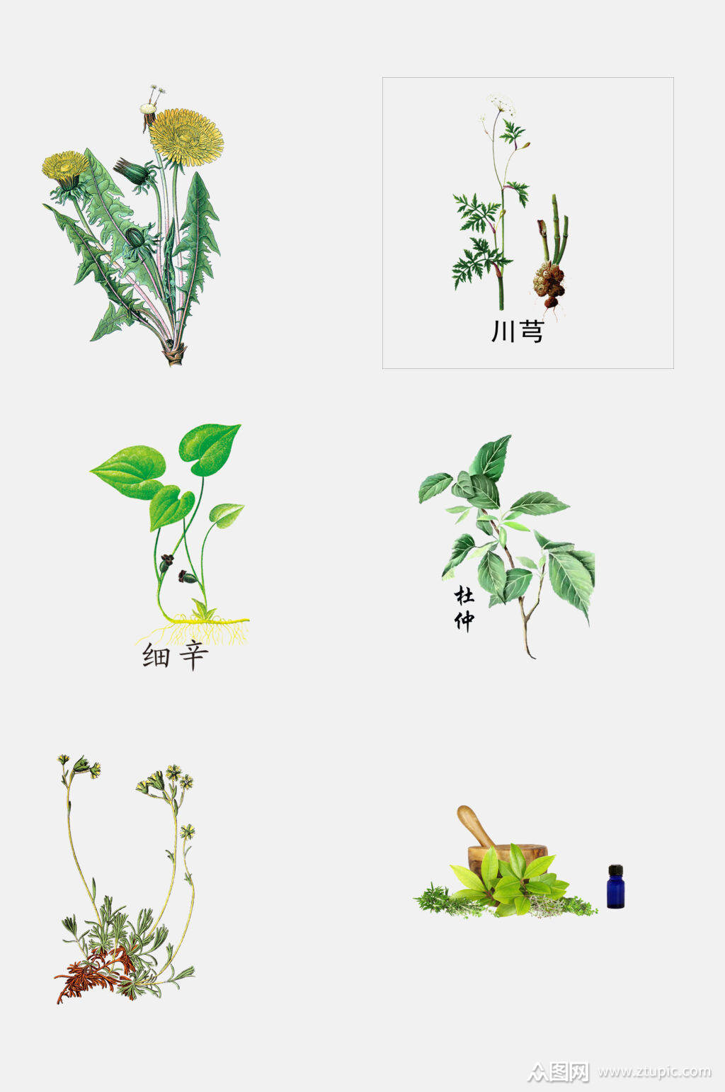 绿色简约中草药免抠设计素材素材