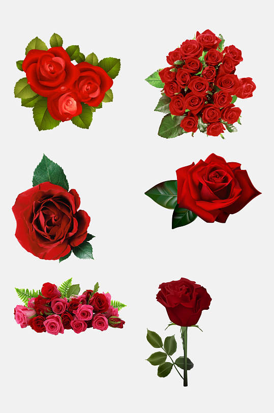 蓝莓花图片-蓝莓花素材下载-众图网