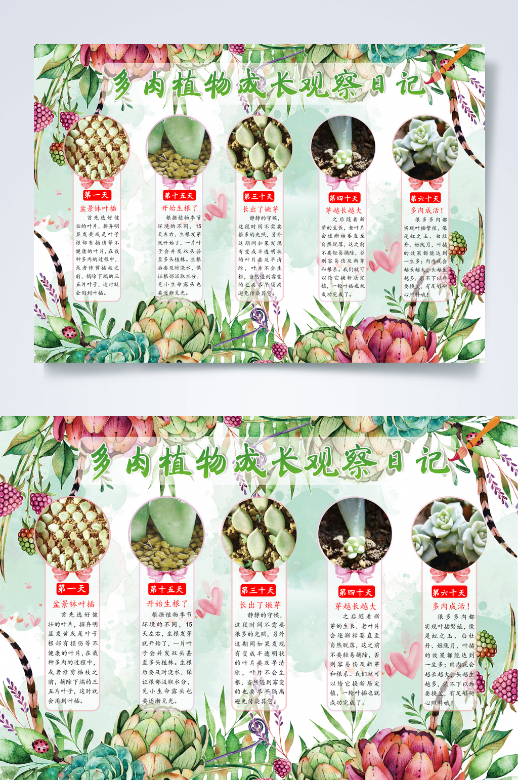 多肉植物生长小报WORD素材