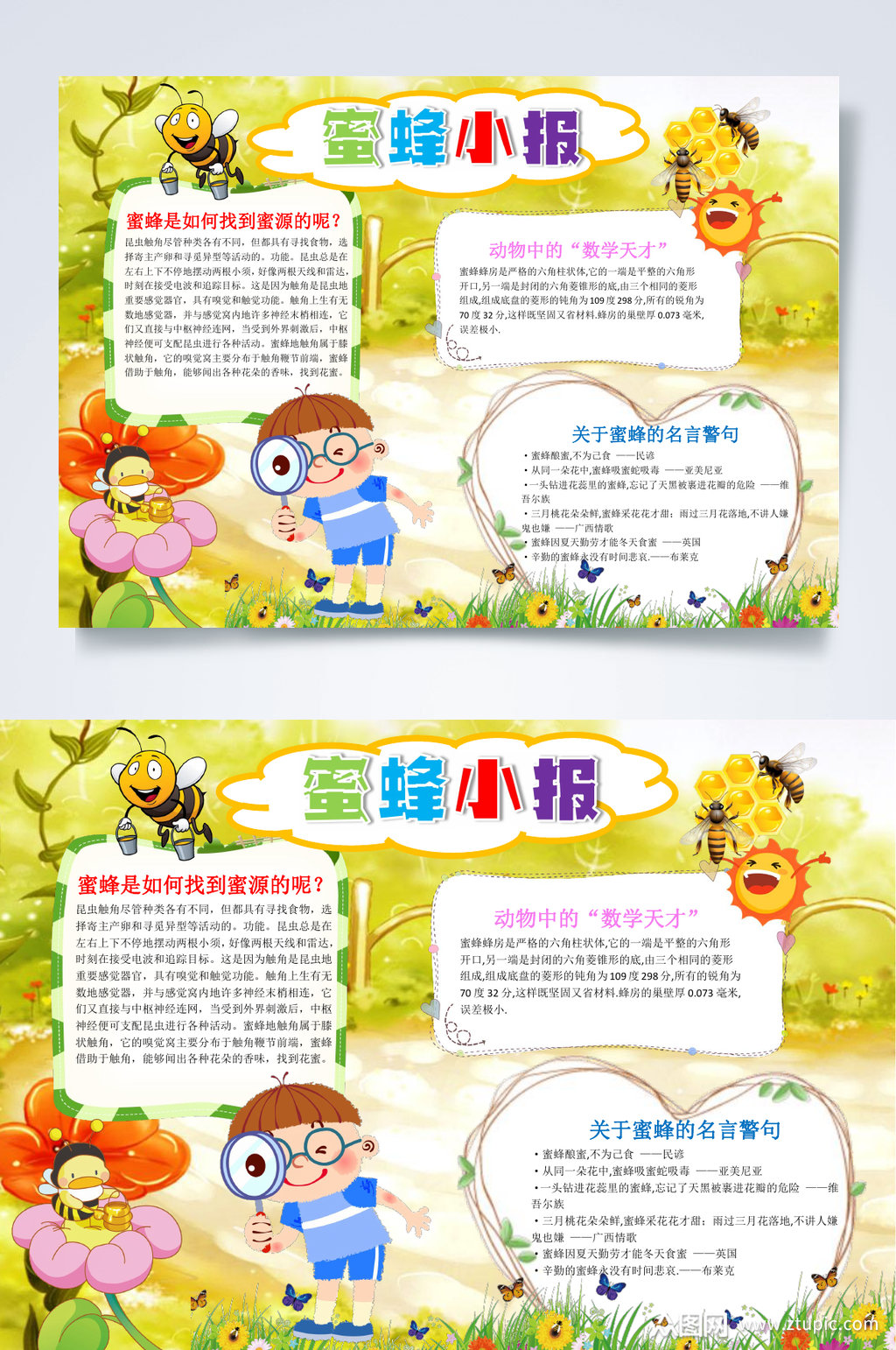 小蜜蜂昆虫记小报word素材