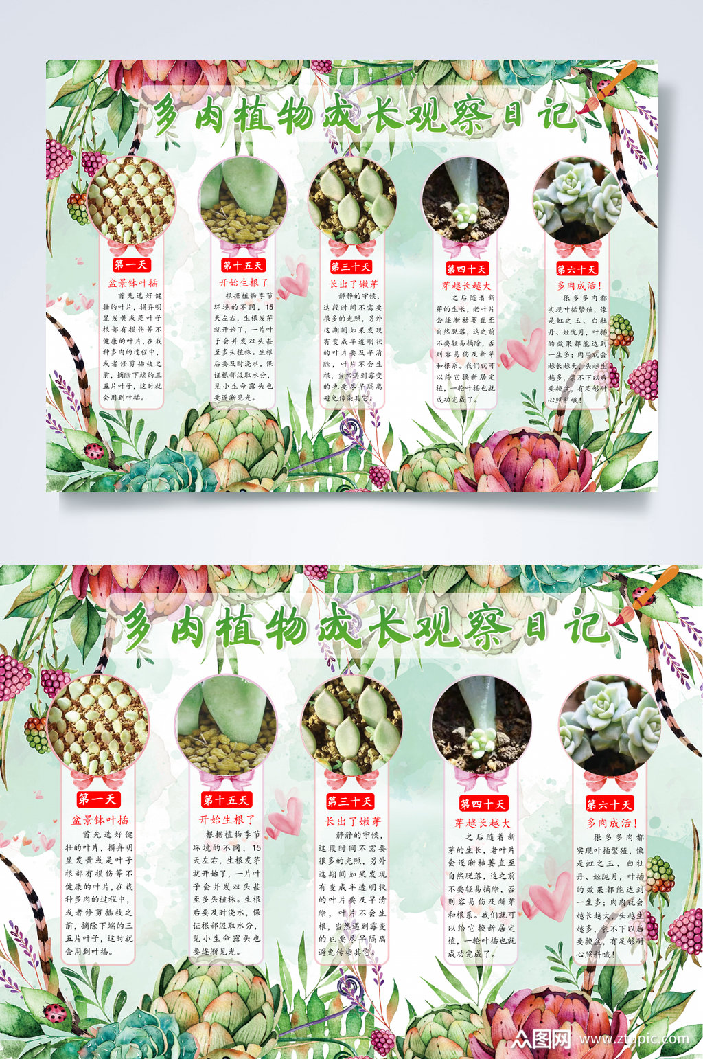 多肉植物观察记录小报word素材