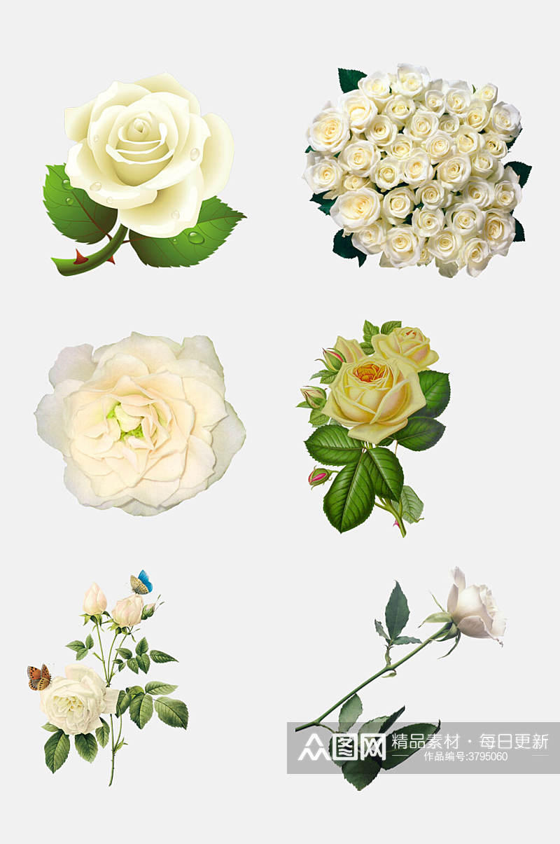 清新白色玫瑰花朵免抠素材素材