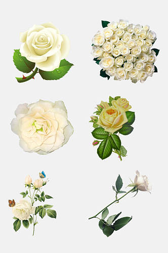 清新白色玫瑰花朵免抠素材
