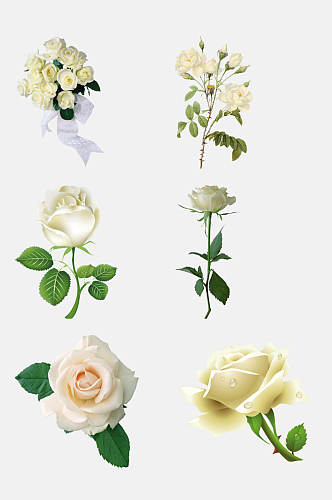 白色玫瑰花朵免抠素材