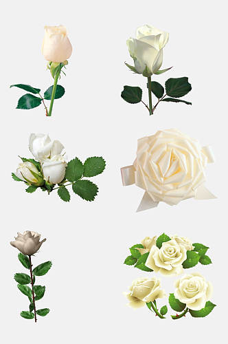 淡雅白色玫瑰花朵免抠素材