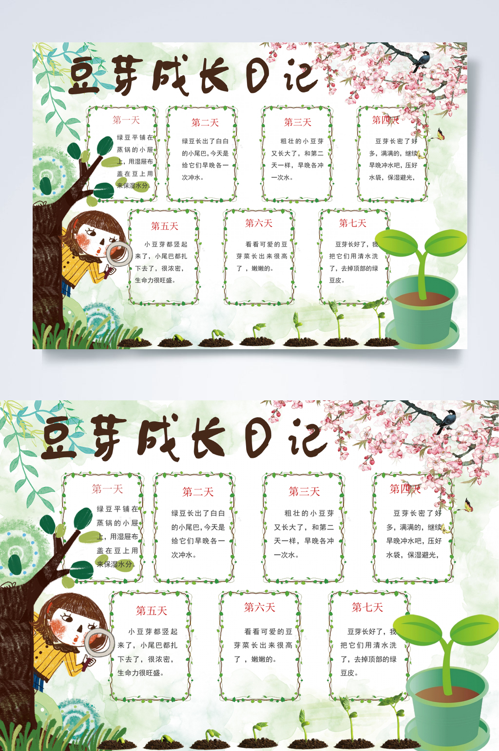 豆芽成长日记植物生长小报WORD素材