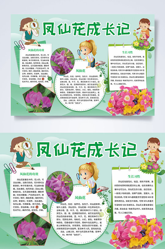 凤仙花成长记植物生长小报word