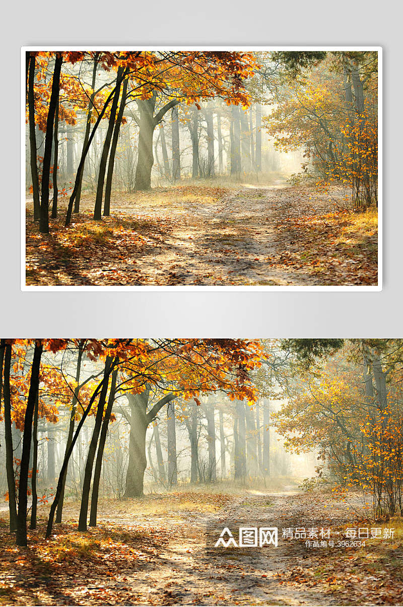 阳光薄雾森林图片素材