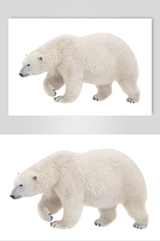 行走北极熊生活图片