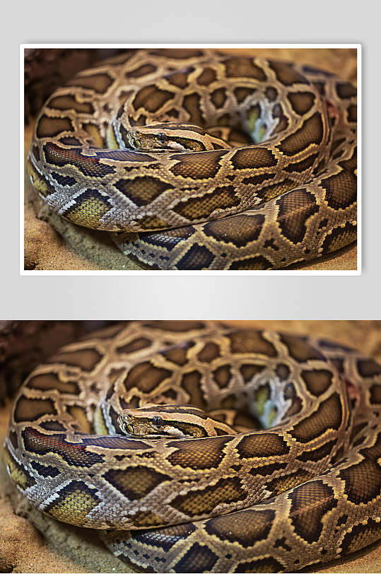 蟒蛇凶猛蛇图片-众图网