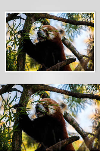 树荫下树上小熊猫图片