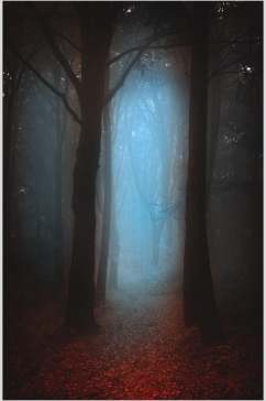梦幻薄雾森林图片