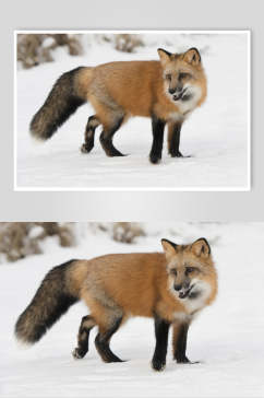 雪地赤狐火狐图片