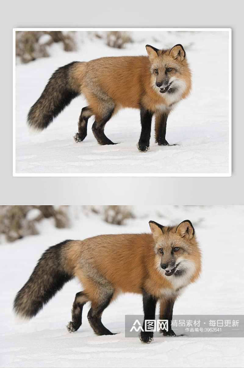 雪地赤狐火狐图片素材