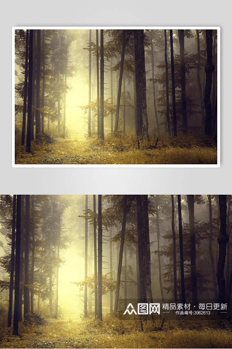 黄昏迷雾薄雾森林图片素材