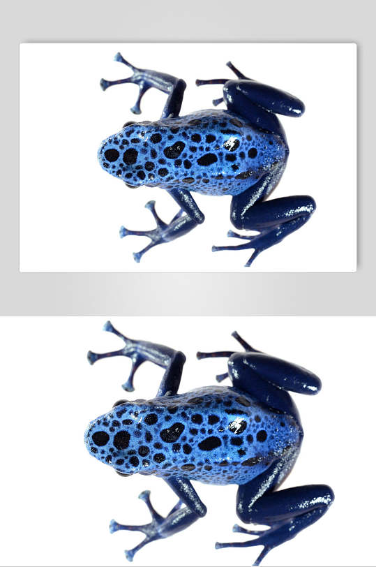 蓝色渐变伸展可爱清新青蛙树蛙图片