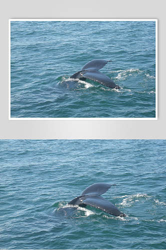 蓝色鲸鱼鲨鱼图片