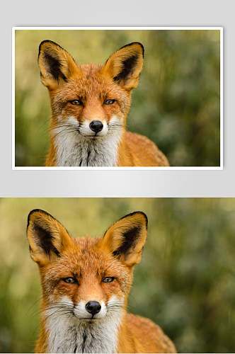 竖耳朵鬓毛黑黄色赤狐火狐图片