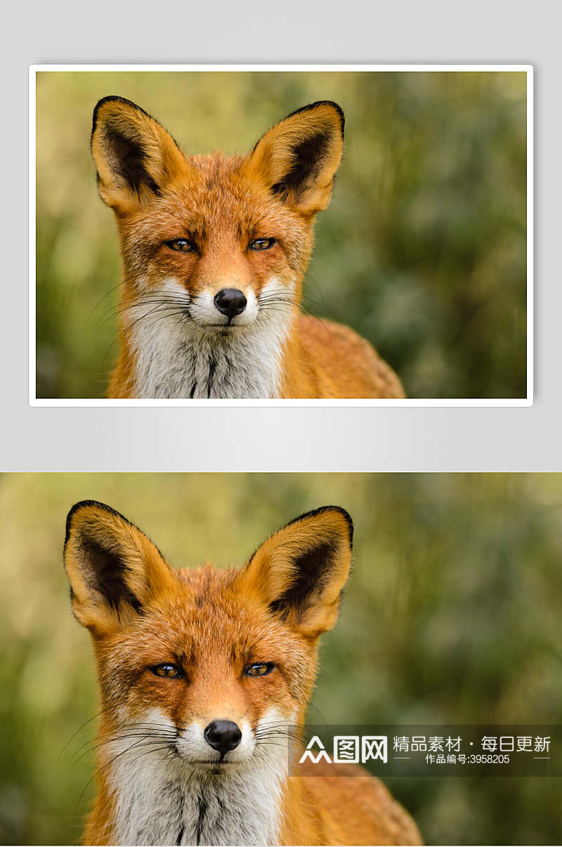 竖耳朵鬓毛黑黄色赤狐火狐图片素材