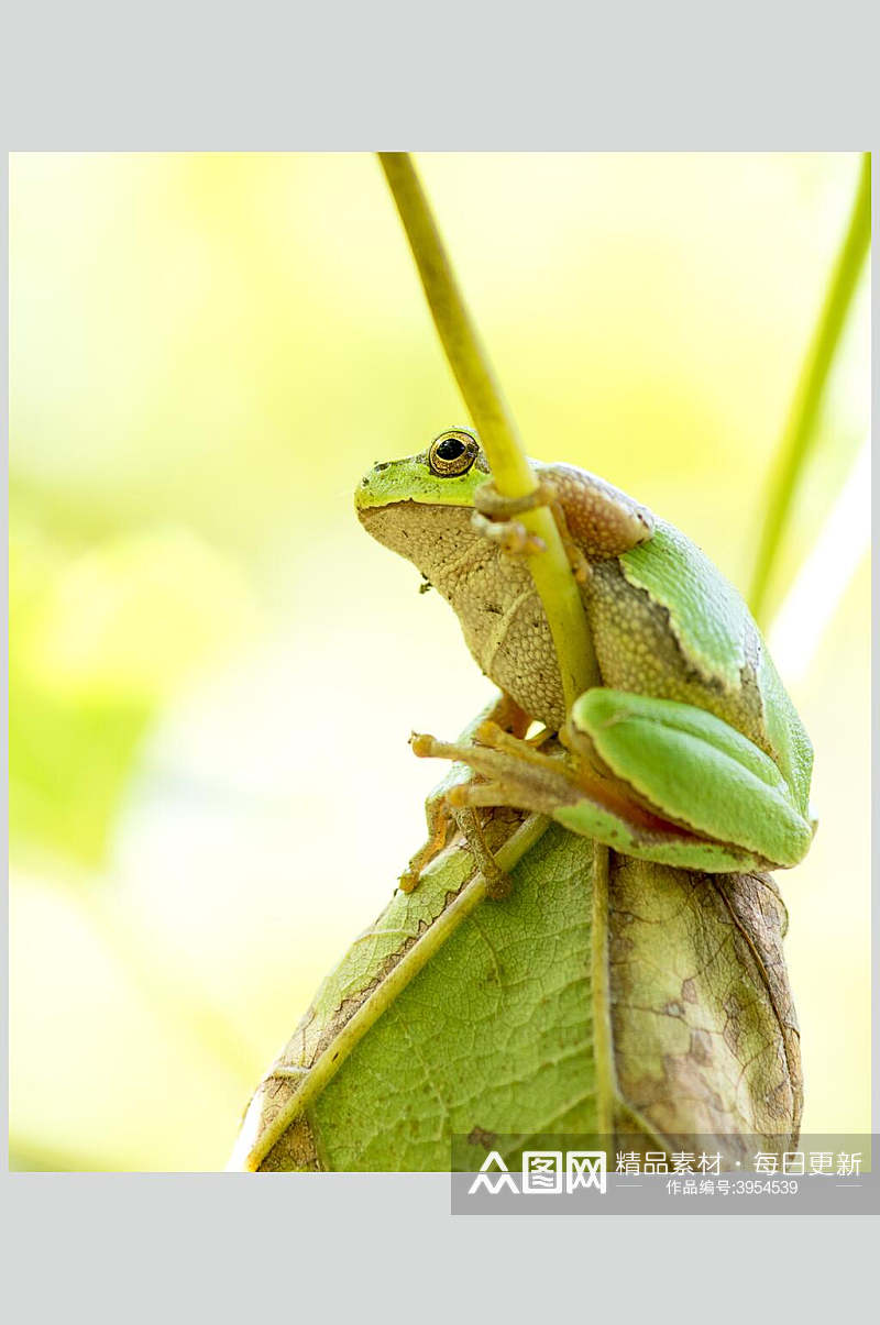 树叶坐姿意境可爱清新青蛙树蛙图片素材