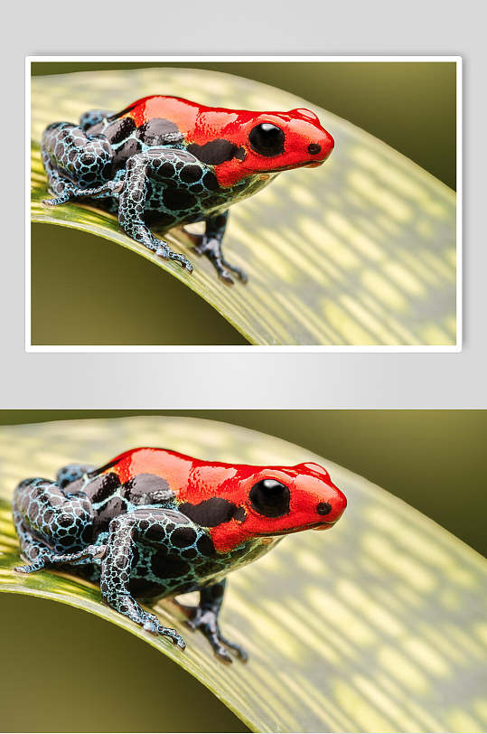 彩色叶子大气高简约风青蛙树蛙图片