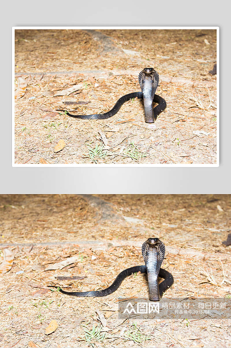 眼镜蛇凶猛蛇图片素材