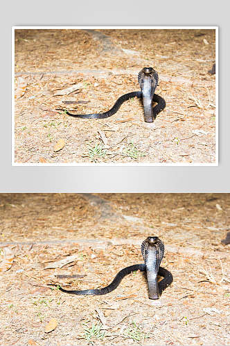眼镜蛇凶猛蛇图片