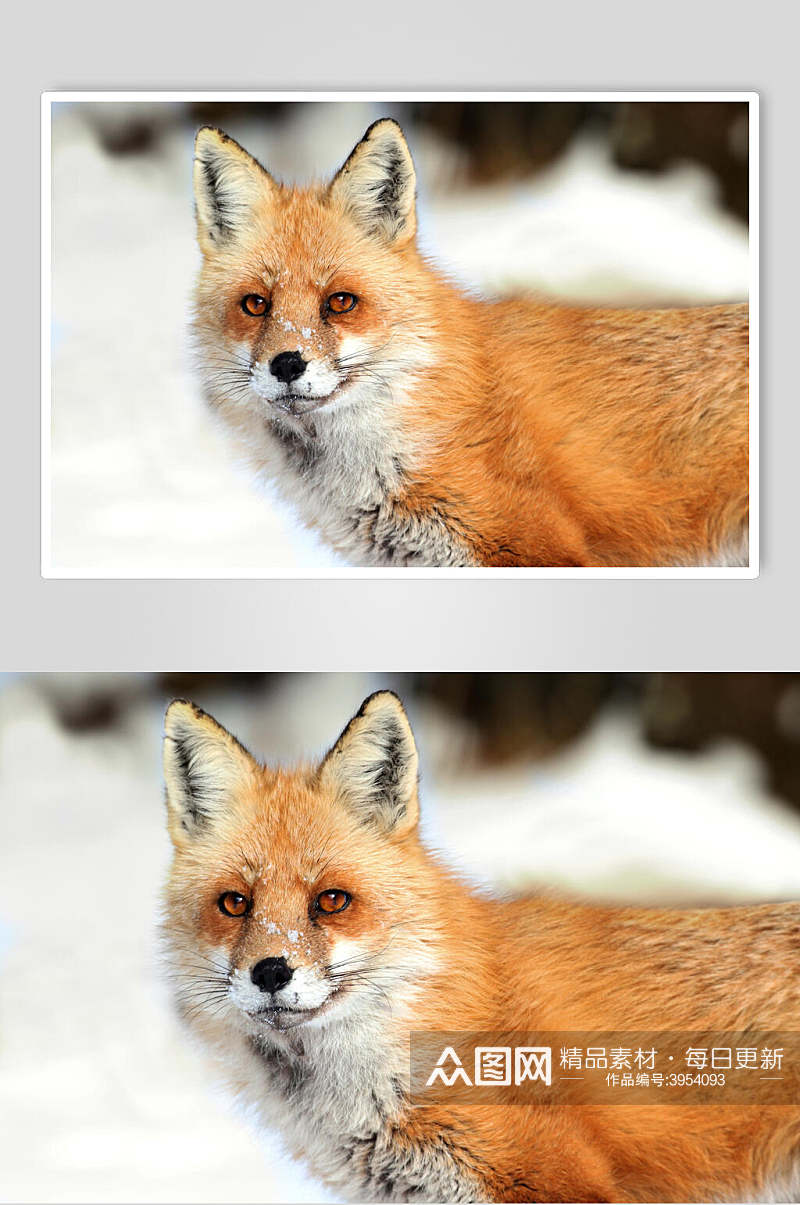 大气红眼睛苏耳朵鼻子赤狐火狐图片素材