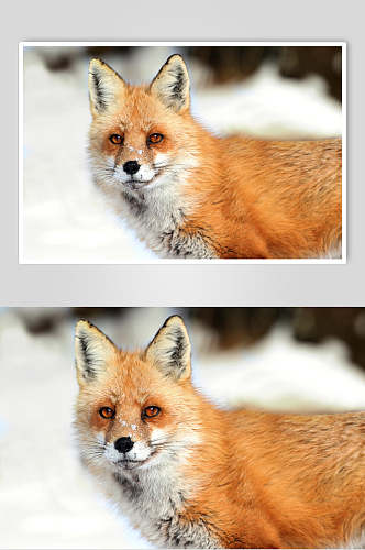 大气红眼睛苏耳朵鼻子赤狐火狐图片