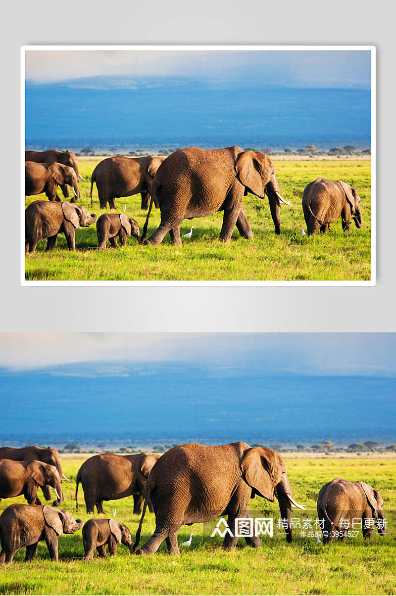 田园自然意境鼻子草地野外大象图片素材