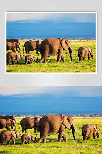 田园自然意境鼻子草地野外大象图片