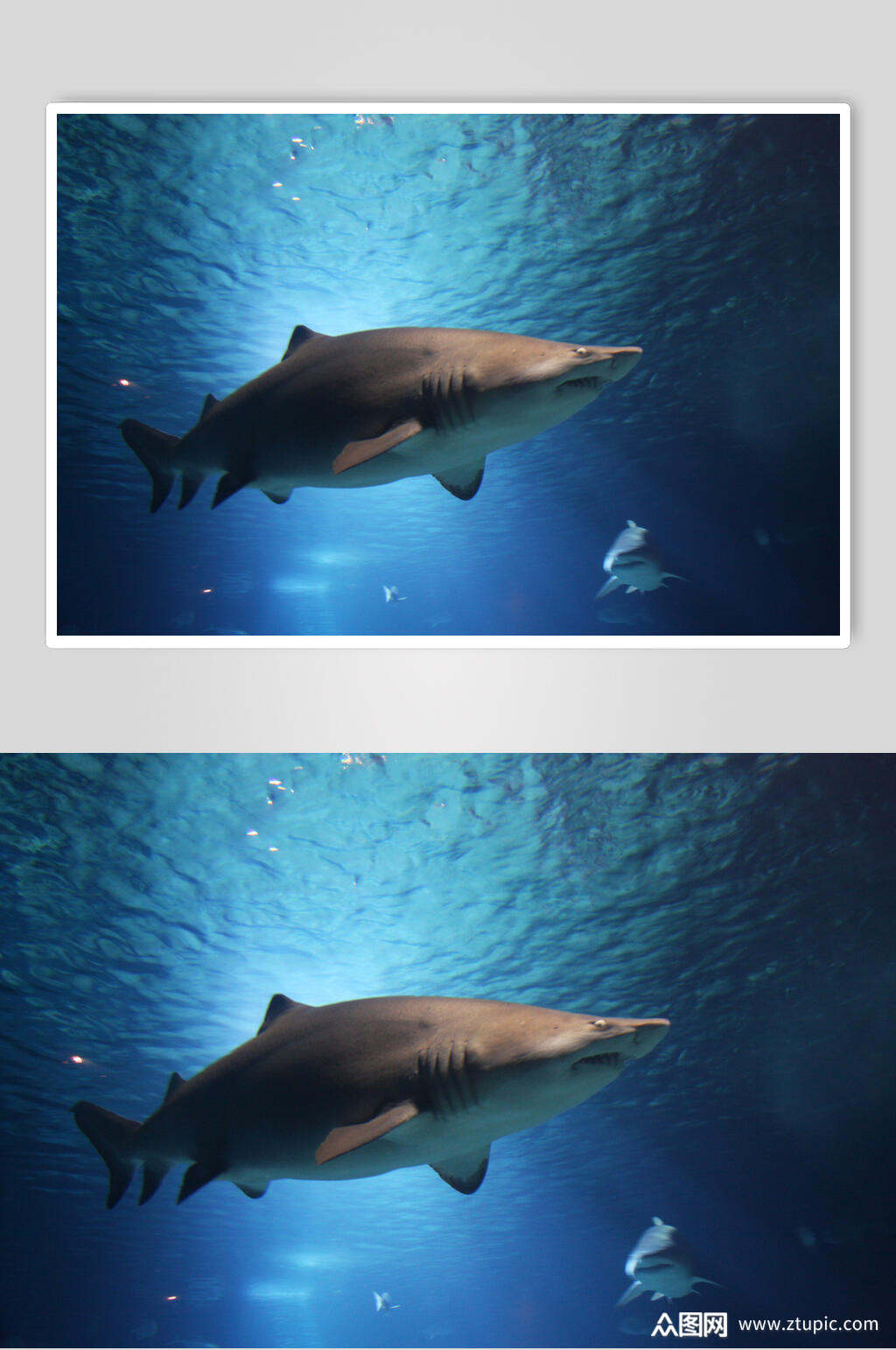 创意鲸鱼鲨鱼高端图片