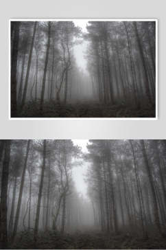 灰色树林薄雾森林图片