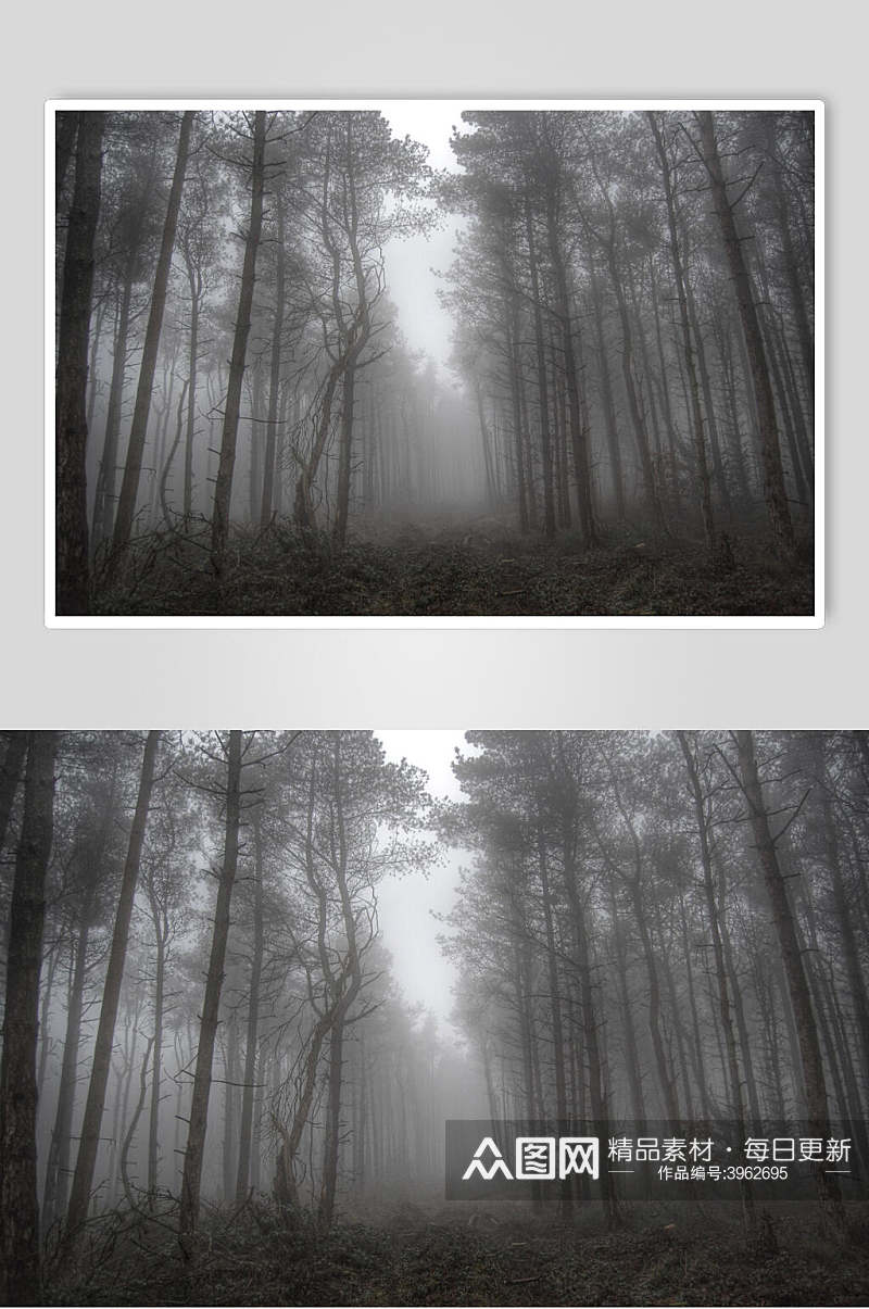 灰色树林薄雾森林图片素材