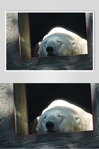 冬眠北极熊生活图片