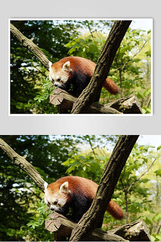 森林中树上小熊猫图片